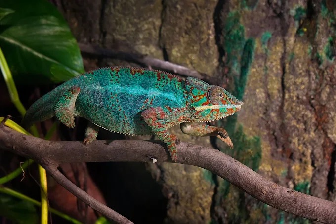 Camaleón pantera de colores sobre una rama