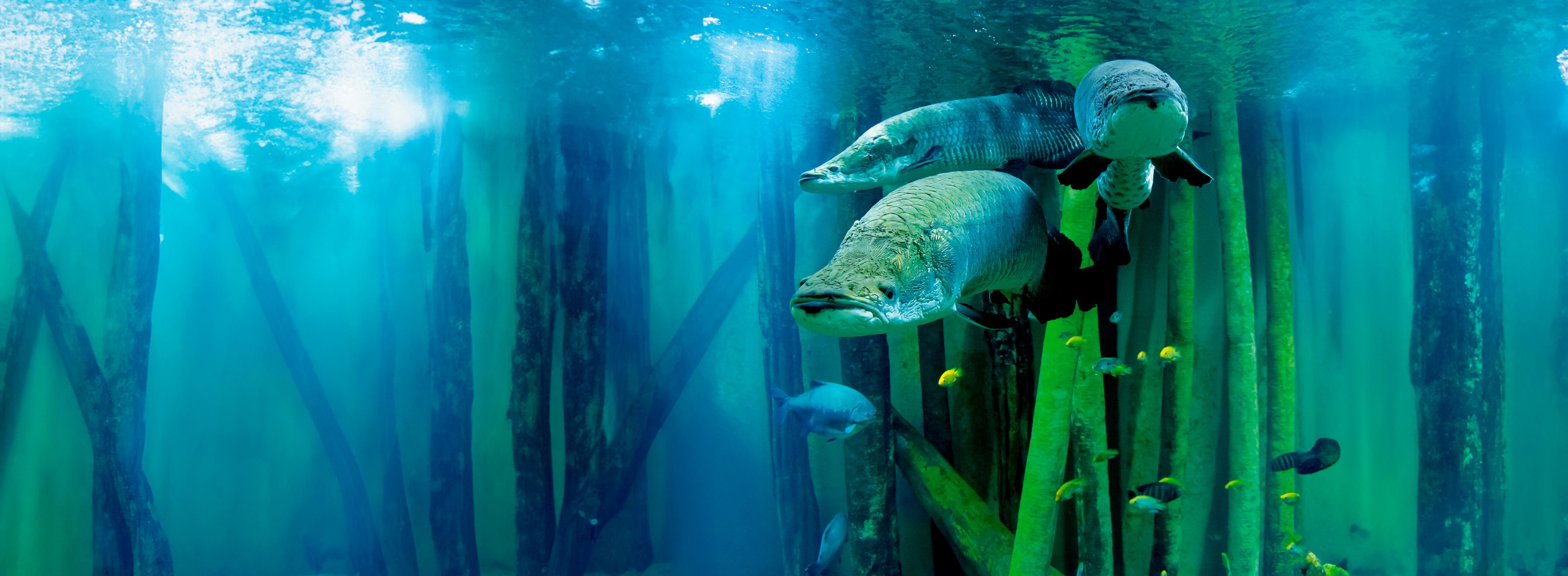 Esturiones nadando entre troncos sumergidos en el tanque principal